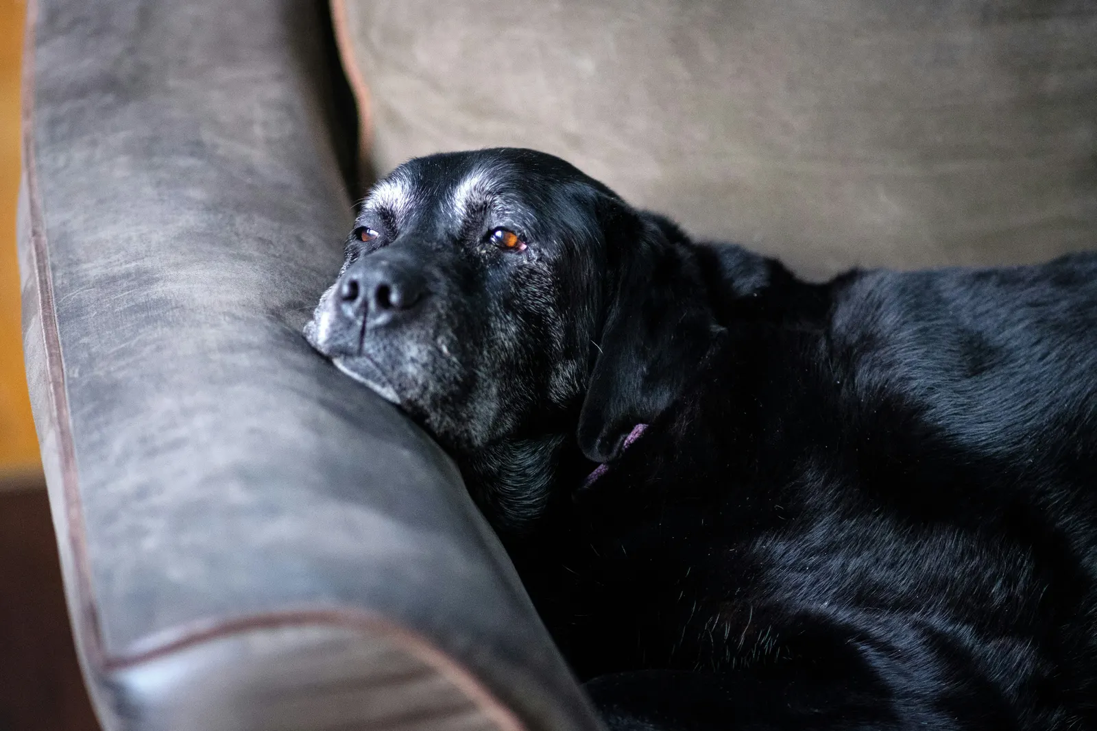 An old black labrador with a white-flecked face resting its chin on the arm of a velvet chair