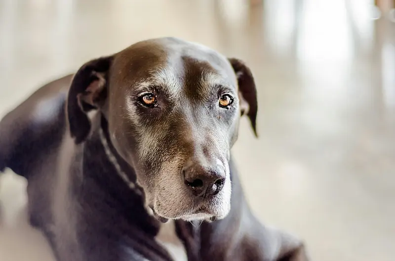 A grey-faced old black labrador looking past the camera in soft window light
