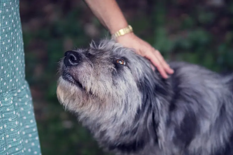 A hand resting on the head of an old, grey wire-haired dog looking up