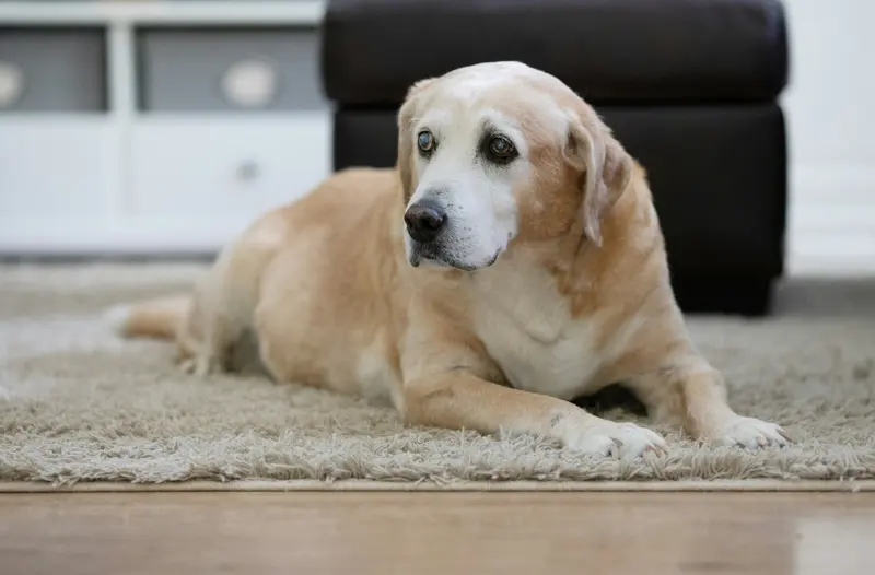An elderly yellow labrador with clouded eyes lying on a rug at the edge of a hardwood floor
