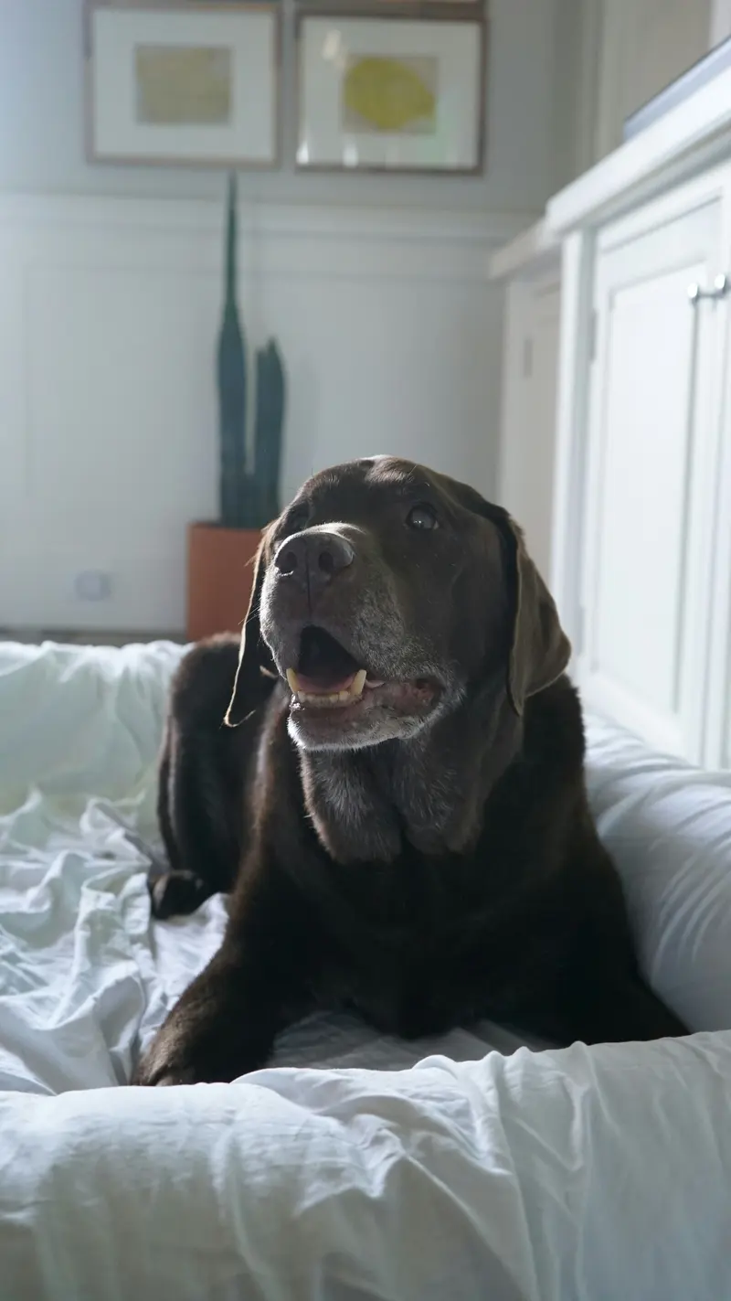 An old chocolate labrador with a grey muzzle resting on a white bolster bed in a bright room