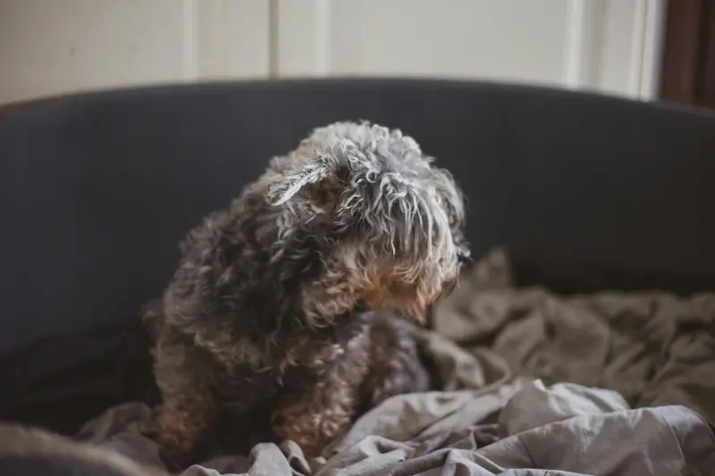 A grey, curly-coated old terrier sitting on a dark bed among rumpled linen